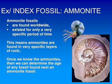 fossil dating ppt
